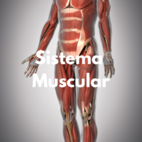 Sistema Muscular