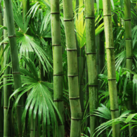 Bambu ( Extrato )