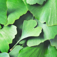 Ginkgo Biloba