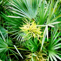 Saw palmetto ( Serenoa Repens )