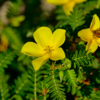 Tribulus Terrestris