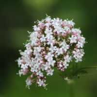 Valeriana