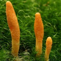 Cordyceps