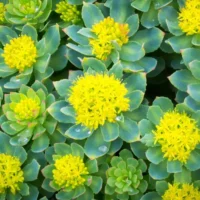 Rhodiola Rosea